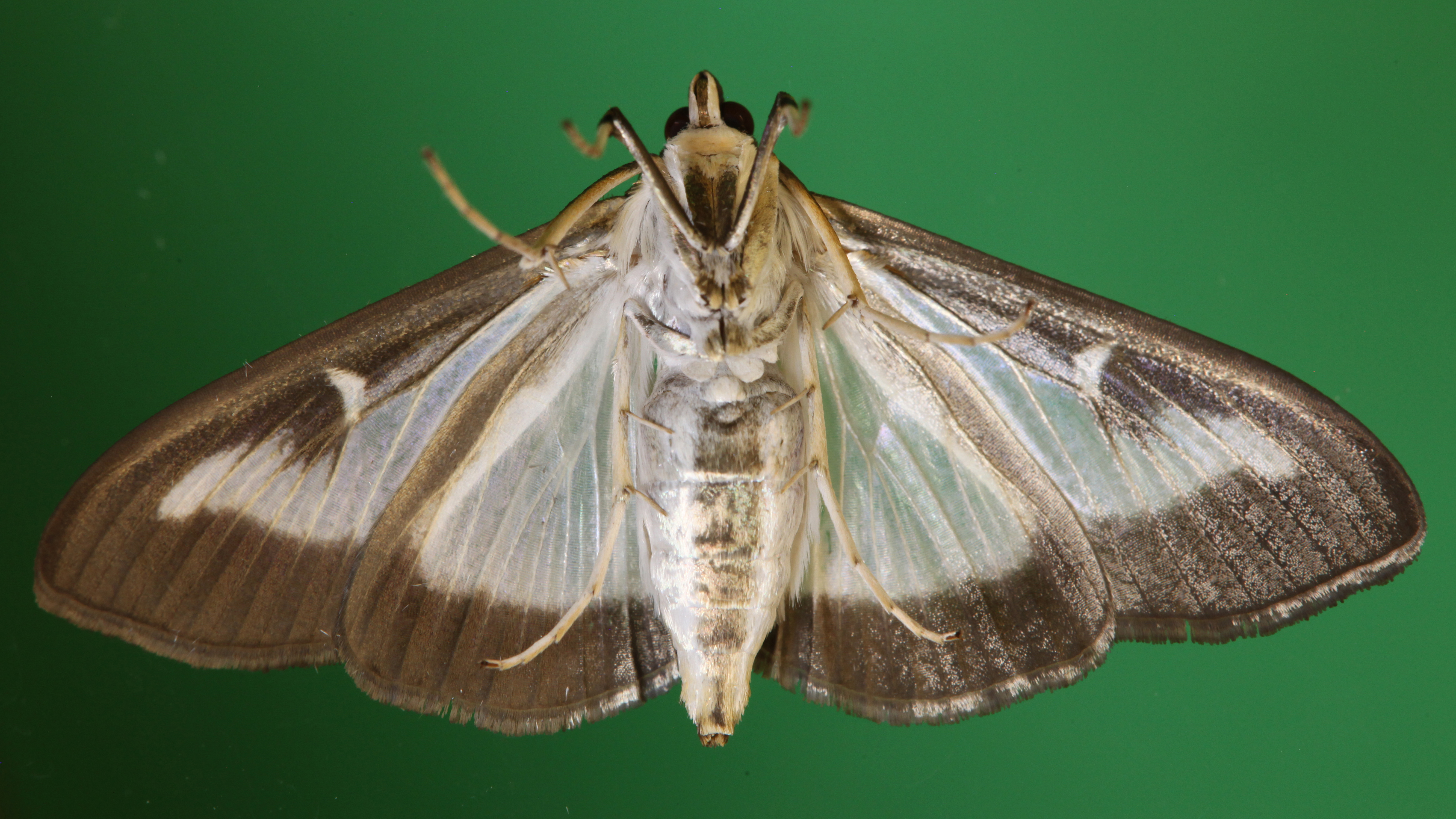 Regular Female Moth